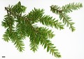 SpeciesSub: var. formosana 